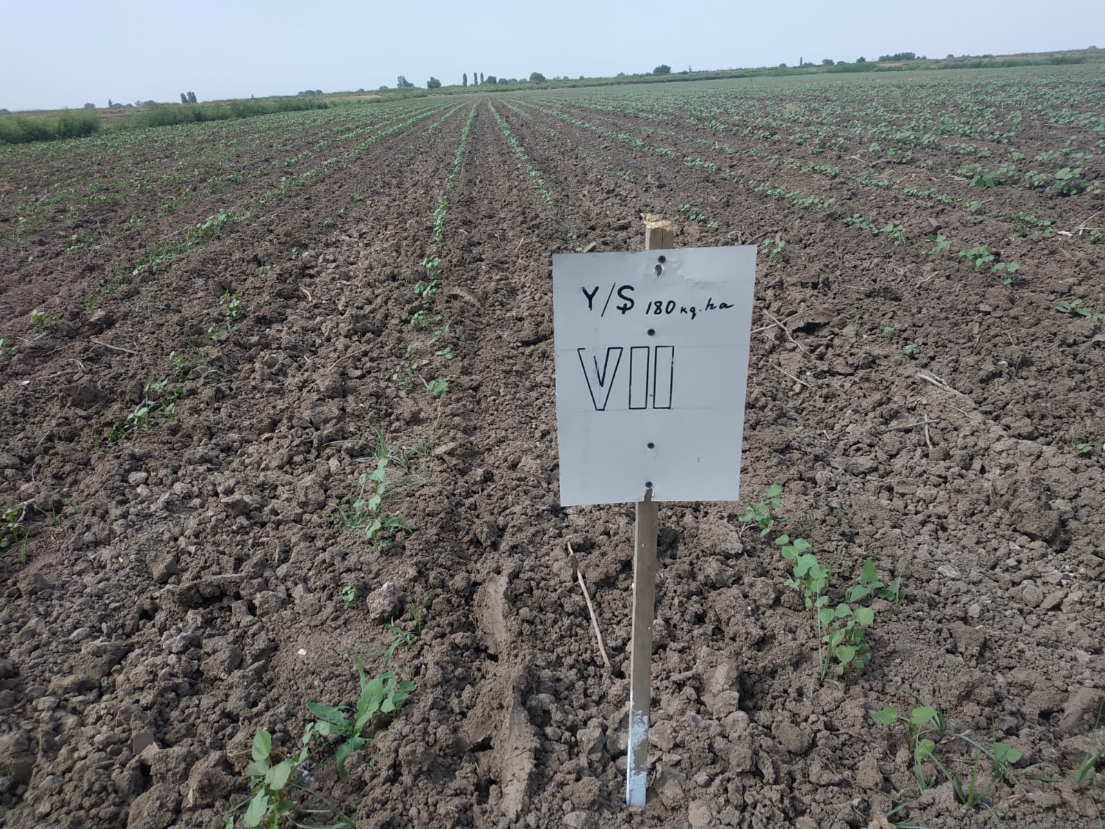 Employees of the Institute of Soil Science and Agrochemistry visited a selected research facility in Saatli district.